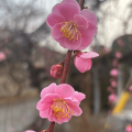 SAKE AMABUKI GIN NO KURENAI ROSÉ PINK LADY 0,72L RÓŻOWE SAKE PEŁNE OWOCÓW I ŚWIEŻOŚCI