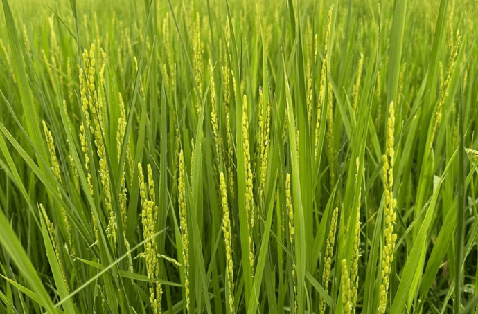Ninki Taru Barrelled Junmai Ginjo cedrowe beczki