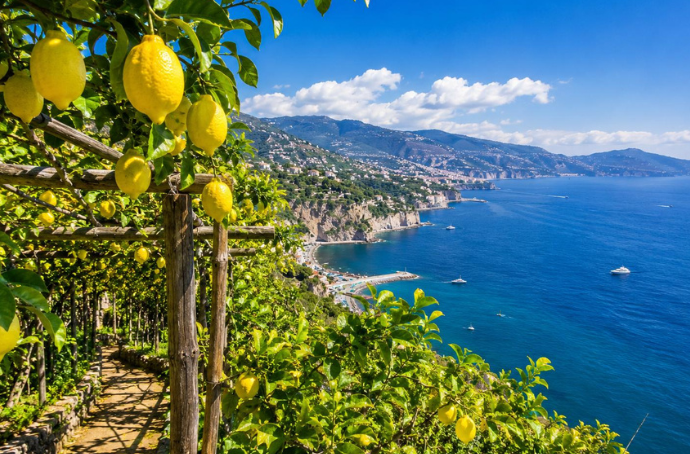 Dojrzałe cytryny Limone Ovale di Sorrento na tle śródziemnomorskiego sadu